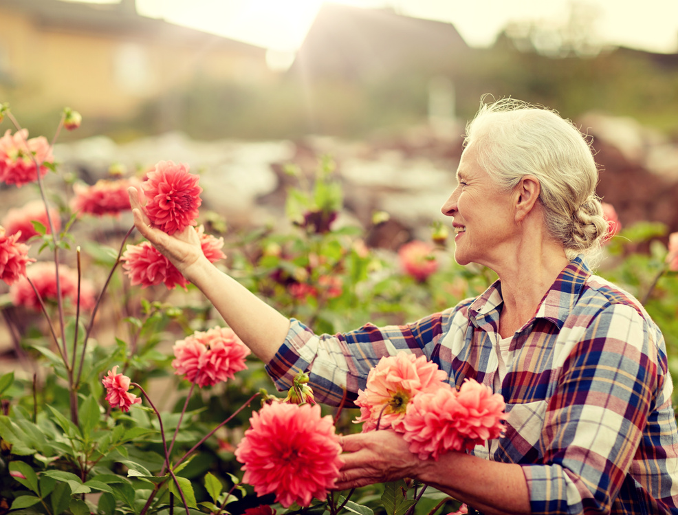 Elderly Woman Picking Flowers in the Garden